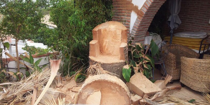 Tala de Palmeras Foto 07