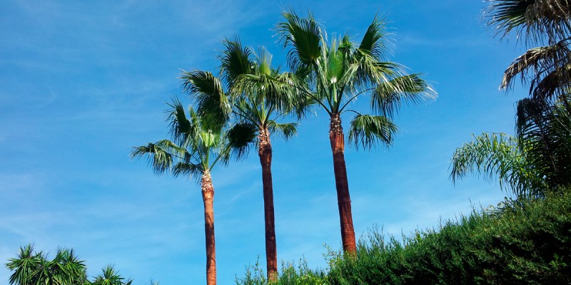Poda_Palmeras_Marbella_02