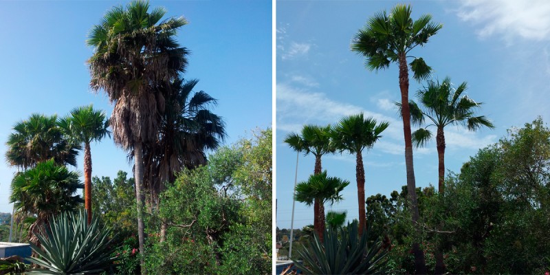 Poda_Palmeras_Marbella_03