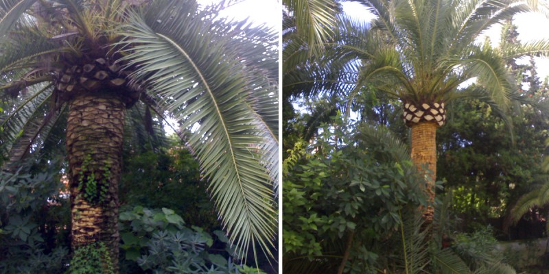 Poda_Palmeras_Marbella_04