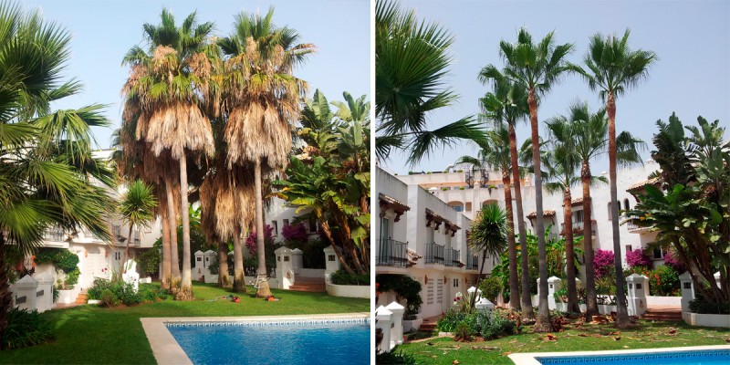 Poda_Palmeras_Marbella_05