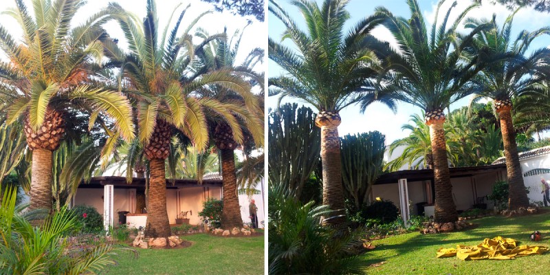 Poda_Palmeras_Marbella_06