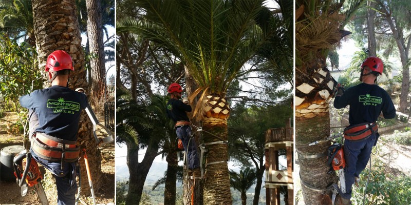 Poda_Palmeras_Marbella_07
